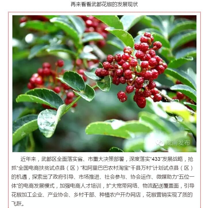 5.28億！一場(chǎng)盛會(huì)，武都花椒“火”了