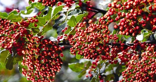 2019武都花椒產(chǎn)銷對接(電商)洽談會在階州廣場隆重開幕~